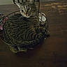 Amora is registered to the contest to win money with this photo: animal, basket, cat, compact, cozy, curious, cute, domestic_cat, ears, feline, fur, indoor, looking_away, pet, resting, sitting, striped, tabby, whiskers, wooden_table