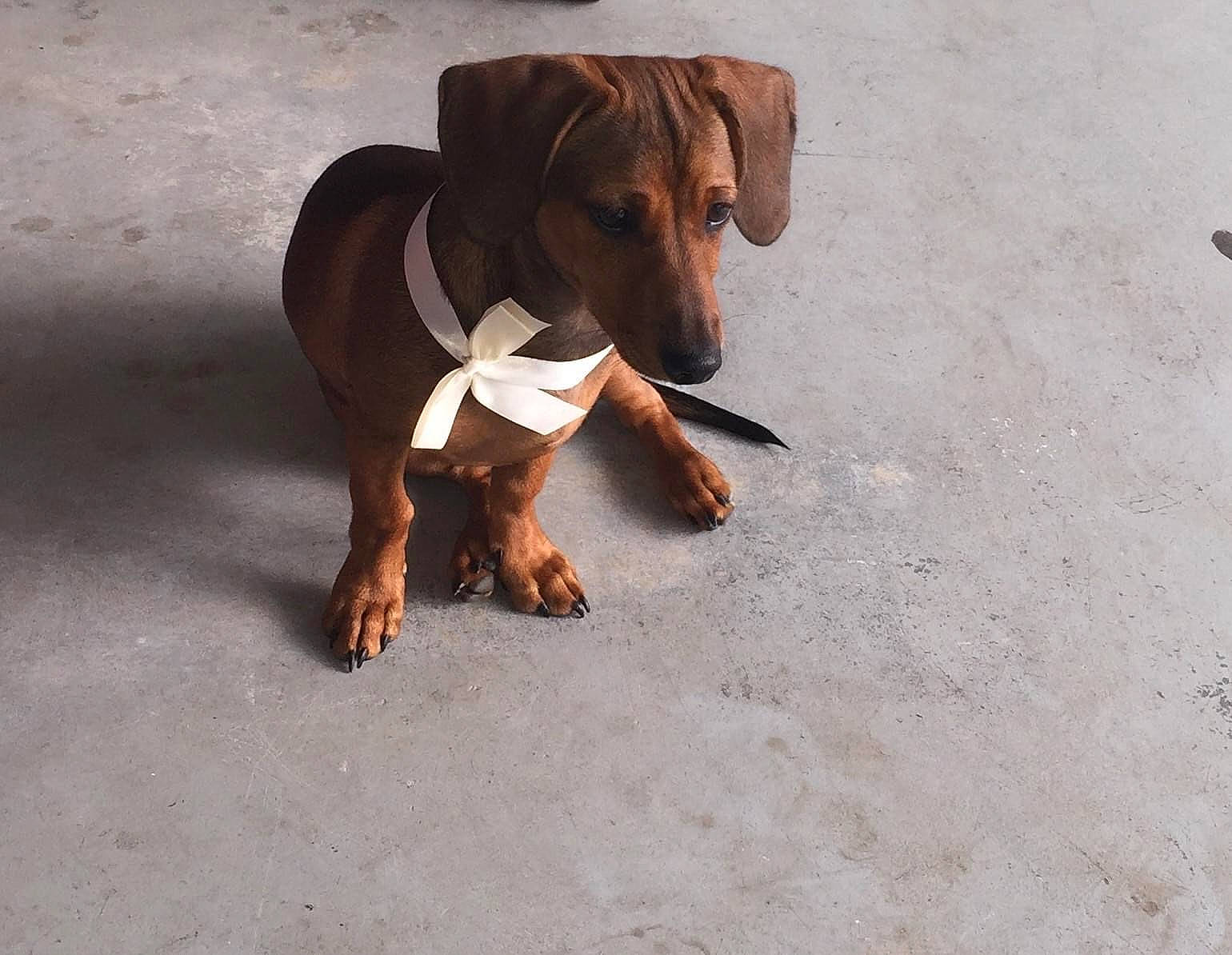 Willy G Ratliff is registered to the contest to win money with this photo: canidae, carnivore, companion_dog, dog, dog_breed, dog_supply, fawn, hunting_dog, liver, paw, pet_supply, snout, sporting_group, terrestrial_animal, toy, working_animal