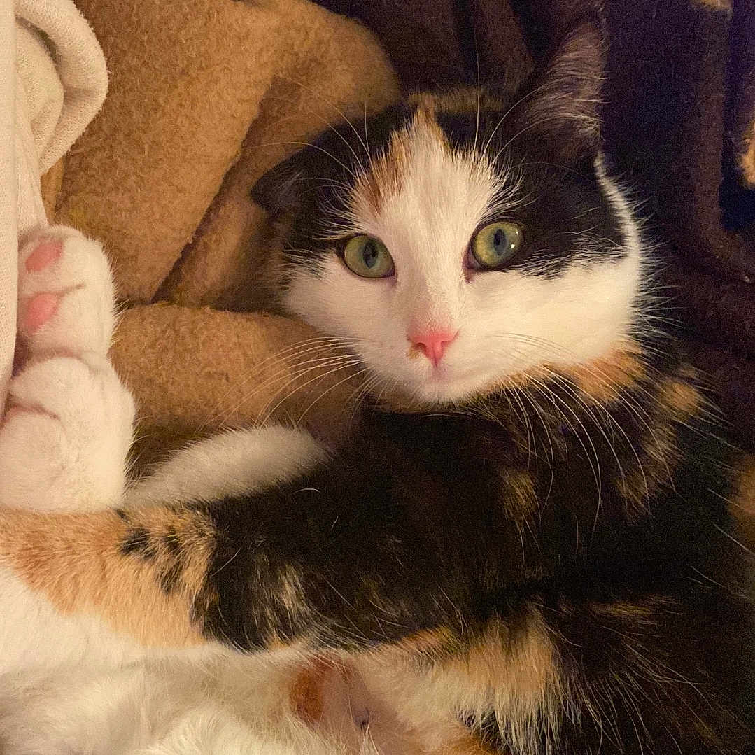 San participe au concours pour gagner de l'argent avec cette photo : animal, blanket, calico, cat, close_up, cozy, cute, domestic_cat, feline, fur, green_eyes, indoor, paw, pet, portrait, relaxed, resting, sleepy, soft_texture, whiskers