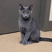 Uno is registered to the contest to win money with this photo: carpet, cat, curious, domestic_animal, ears, feline, floor, fur, grey_cat, home_interior, indoor, looking_at_camera, paws, pet, portrait, sitting, tail, wall, whiskers, yellow_eyes