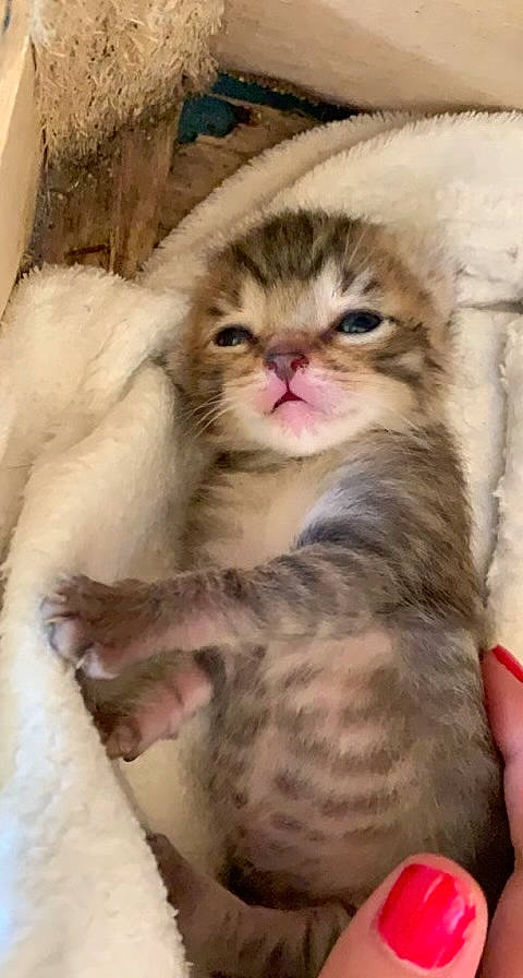 Junior participe au concours pour gagner de l'argent avec cette photo : carnivore, cat, cat_supply, claw, comfort, domestic_short_haired_cat, fawn, felidae, fur, paw, small_to_medium_sized_cats, snout, terrestrial_animal, whiskers