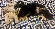 Chi-Chi joined the competition — help win amazing prizes! animal, black_dog, blanket, comfort, companion, cozy, cute, dog, fur, indoor, lying_down, patterned_blanket, pet, plush, relaxed, resting, small_dog, stuffed_animal, tan_markings, toy