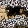 animal, black_dog, blanket, comfort, companion, cozy, cute, dog, fur, indoor, lying_down, patterned_blanket, pet, plush, relaxed, resting, small_dog, stuffed_animal, tan_markings, toy