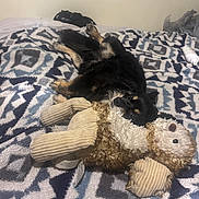 Chi-Chi is registered to the contest to win money with this photo: animal, bed, bedroom, black_dog, blanket, cozy, dog, furry, indoor, lying_down, patterned_blanket, pet, plush_toy, relaxed, sleepy, snuggling, soft_texture, stuffed_animal, tan_dog, toy