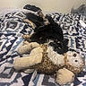 animal, bed, bedroom, black_dog, blanket, cozy, dog, furry, indoor, lying_down, patterned_blanket, pet, plush_toy, relaxed, sleepy, snuggling, soft_texture, stuffed_animal, tan_dog, toy