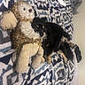 Chi-Chi is registered to the contest to win money with this photo: animal, bed, black_dog, blanket, companion, cozy, cute, dog, fur, home, indoor, patterned_blanket, pet, plush_toy, relaxing, resting, snuggling, soft_toy, tan_dog, teddy_bear
