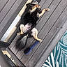 Chi-Chi is registered to the contest to win money with this photo: animal, black_fur, canine, dog, domestic_animal, floor, fur, happy, outdoor, paw, pet, pet_brush, relaxing, resting, sprawled, summer, sunbathing, tail, tan_fur, wooden_deck