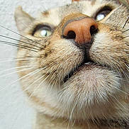 Filou a rejoint le concours — aidez-le/la à gagner de superbes lots !