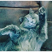 Luna is registered to the contest to win money with this photo: cat, gray_cat, fluffy, feline, pet, couch, indoor, relaxed, sleeping, paw, stretching, cozy, fur, whiskers, animal, mammal, cute, resting, domestic_cat, peaceful