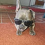 dog, sunglasses, carpet, tile_floor, indoor, pet, canine, resting, brown_paw, snout, ears, mouth, teeth, shadow, home, doorway, animal, laying_down, cool, relaxed