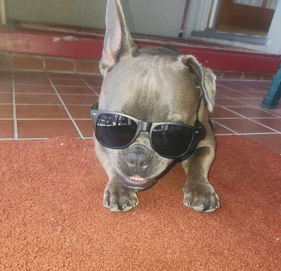 Sadie is registered to the contest to win money with this photo: dog, sunglasses, carpet, tile_floor, indoor, pet, canine, resting, brown_paw, snout, ears, mouth, teeth, shadow, home, doorway, animal, laying_down, cool, relaxed