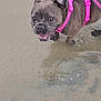 dog, french_bulldog, pink_harness, beach, sand, water, pet, animal, happy, outdoor, playful, canine, muzzle, ears, paw, walking, summer, daylight, nature, cute