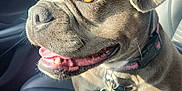 Sadie joined the competition — help win amazing prizes! dog, pet, car_seat, leash, collar, sunlight, happy, close_up, brown_fur, animal, indoor, seat, vehicle, canine, tongue, paw, smiling, bright_eyes, front_seat, car_interior