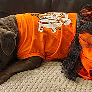 Sadie is registered to the contest to win money with this photo: dog, pet, orange_clothing, costume, tutu_skirt, brown_dog, resting, cute, indoor, fabric, textured_surface, animal, portrait, laying_down, small_dog, closeup, fur, ears, paw, couch