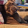 Sadie is registered to the contest to win money with this photo: dog, pet, couch, indoor, quilt, beige, brown, can, table, remote, fur, wrinkles, head_tilt, curious, expression, cozy, living_room, window, furniture, relaxed