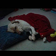 Moe joined the competition — help win amazing prizes! dog, sleeping, blanket, cushion, plush_toy, mickey_mouse, indoor, carpet, resting, cute, pet, animal, cozy, tucked_in, comfort, relaxation, home, sleep, nap, stuffed_animal