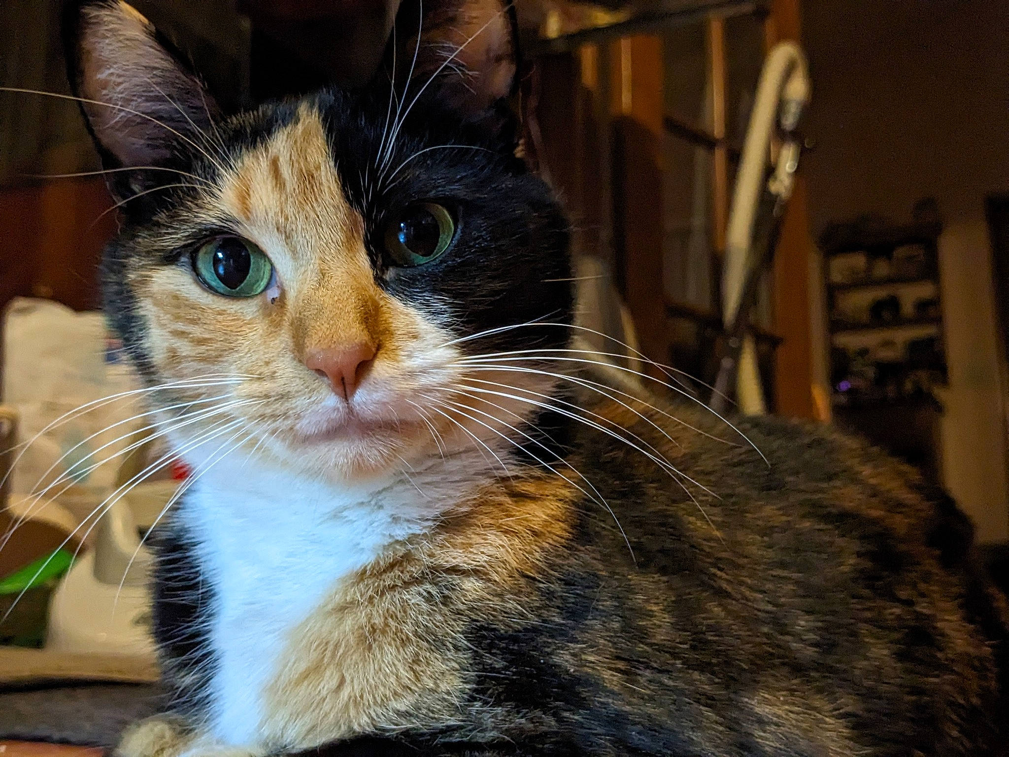 Vera Dax Toto joined the competition — help win amazing prizes! carnivore, cat, claw, domestic_short_haired_cat, fawn, felidae, fur, paw, sitting, small_to_medium_sized_cats, snout, tail, tree, whiskers, window