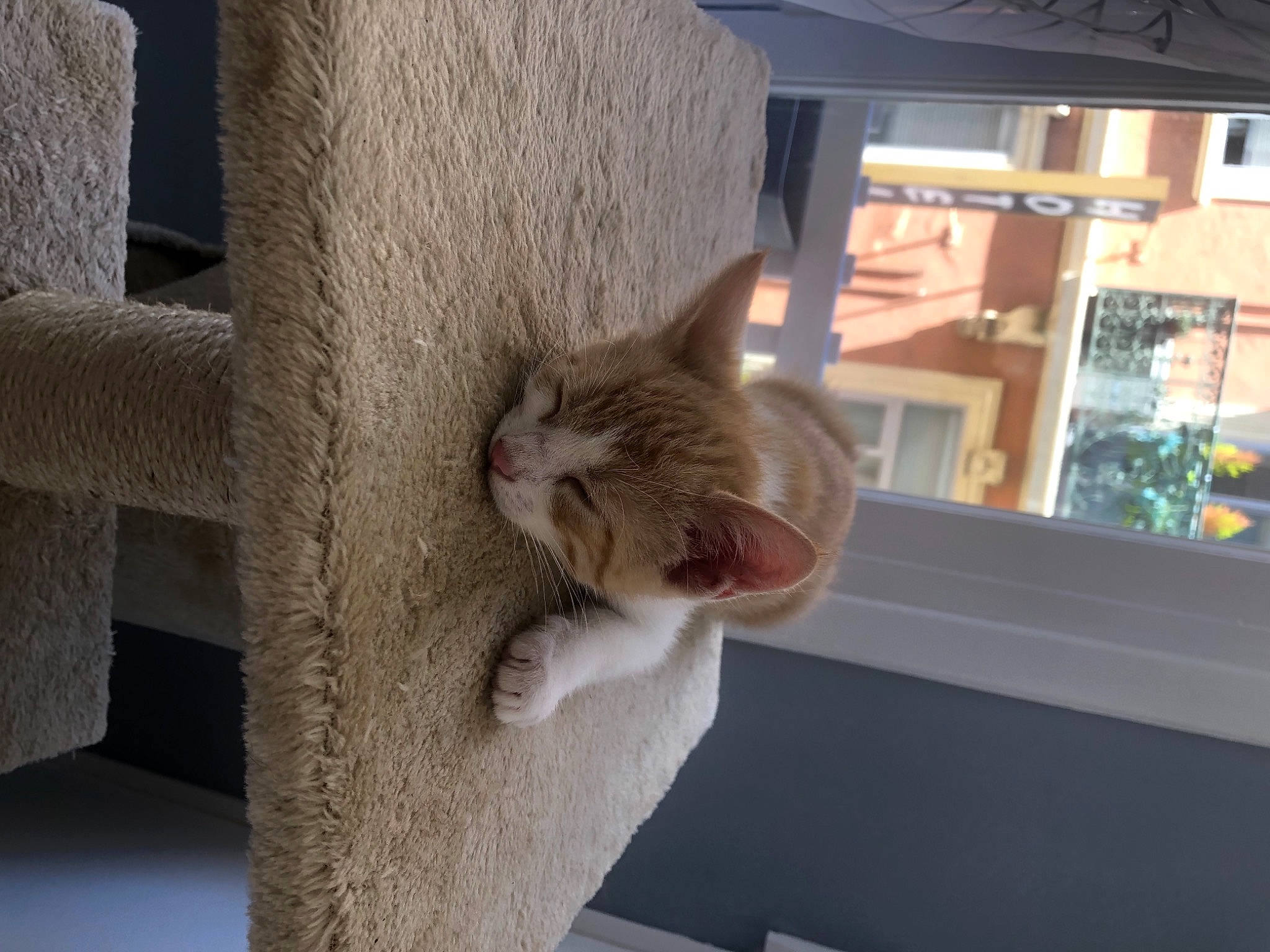 Muscade participe au concours pour gagner de l'argent avec cette photo : carnivore, cat, cat_supply, comfort, domestic_short_haired_cat, fawn, felidae, fur, hardwood, house, pet_supply, plant, room, small_to_medium_sized_cats, stairs, tail, tree, whiskers, window, wood