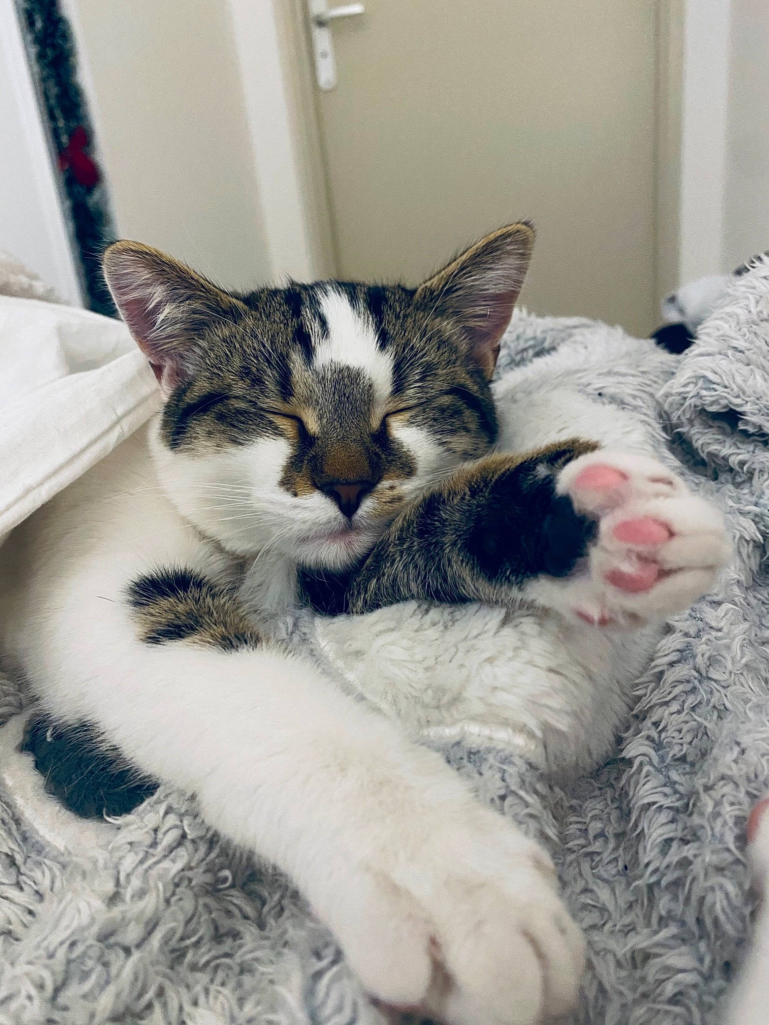 Princess a rejoint le concours — aidez-le/la à gagner de superbes lots ! carnivore, cat, claw, comfort, domestic_short_haired_cat, felidae, fur, mammal, nap, paw, small_to_medium_sized_cats, snout, tail, terrestrial_animal, vertebrate, whiskers