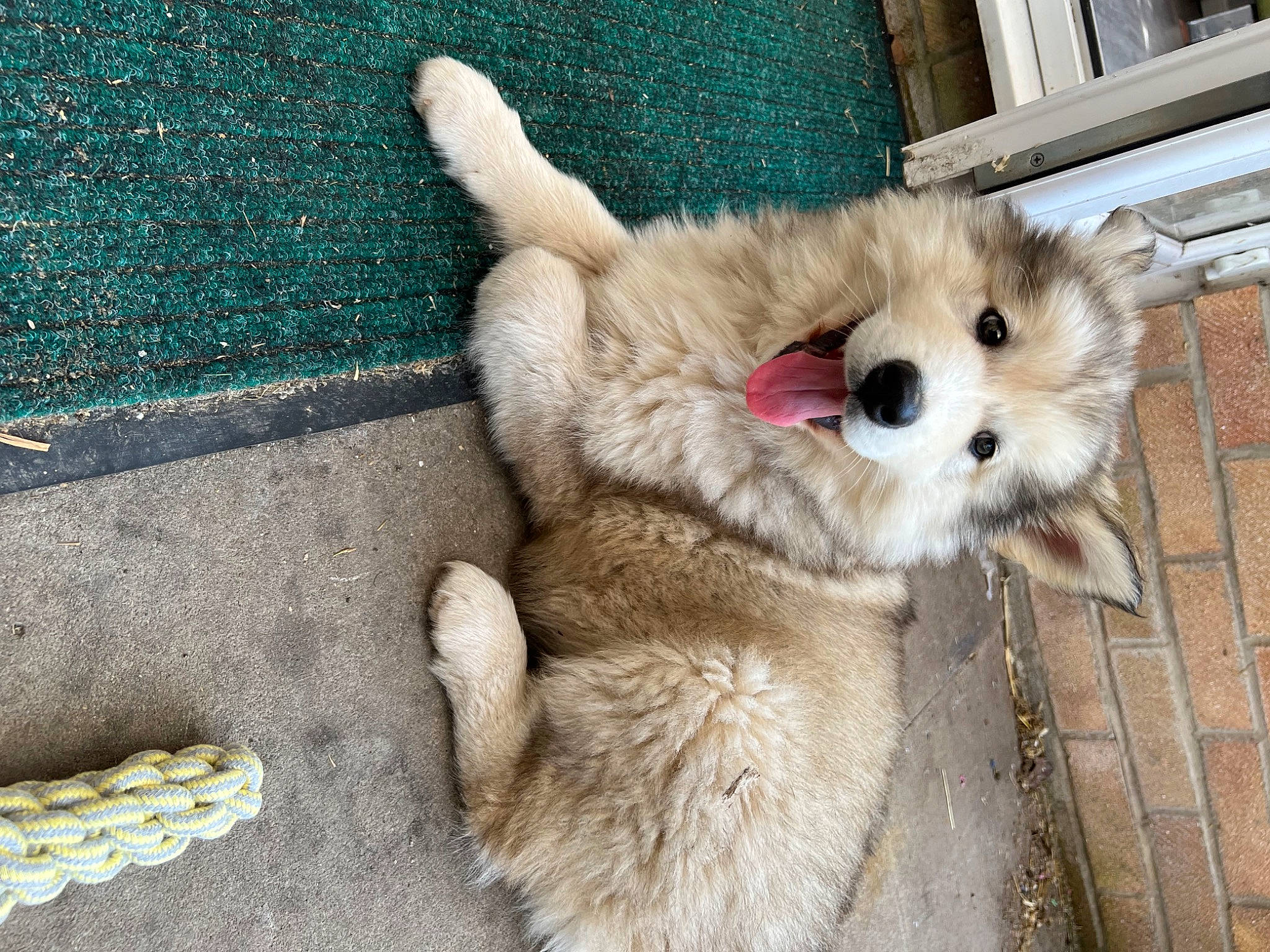 Kylo joined the competition — help win amazing prizes! ball, canidae, carnivore, companion_dog, dog, dog_breed, fawn, fur, german_spitz, german_spitz_klein, german_spitz_mittel, paw, pomeranian, snout, spitz, sporting_group, toy_dog, volpino_italiano, whiskers, working_animal