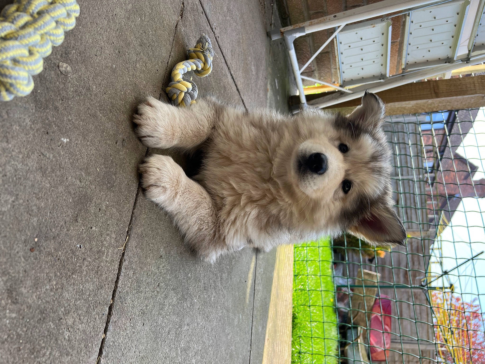 Kylo is registered to the contest to win money with this photo: canidae, carnivore, companion_dog, dog, dog_breed, fawn, felidae, fence, fur, german_spitz, german_spitz_mittel, procyonidae, road_surface, small_to_medium_sized_cats, spitz, tail, terrestrial_animal, toy_dog, whiskers, wood