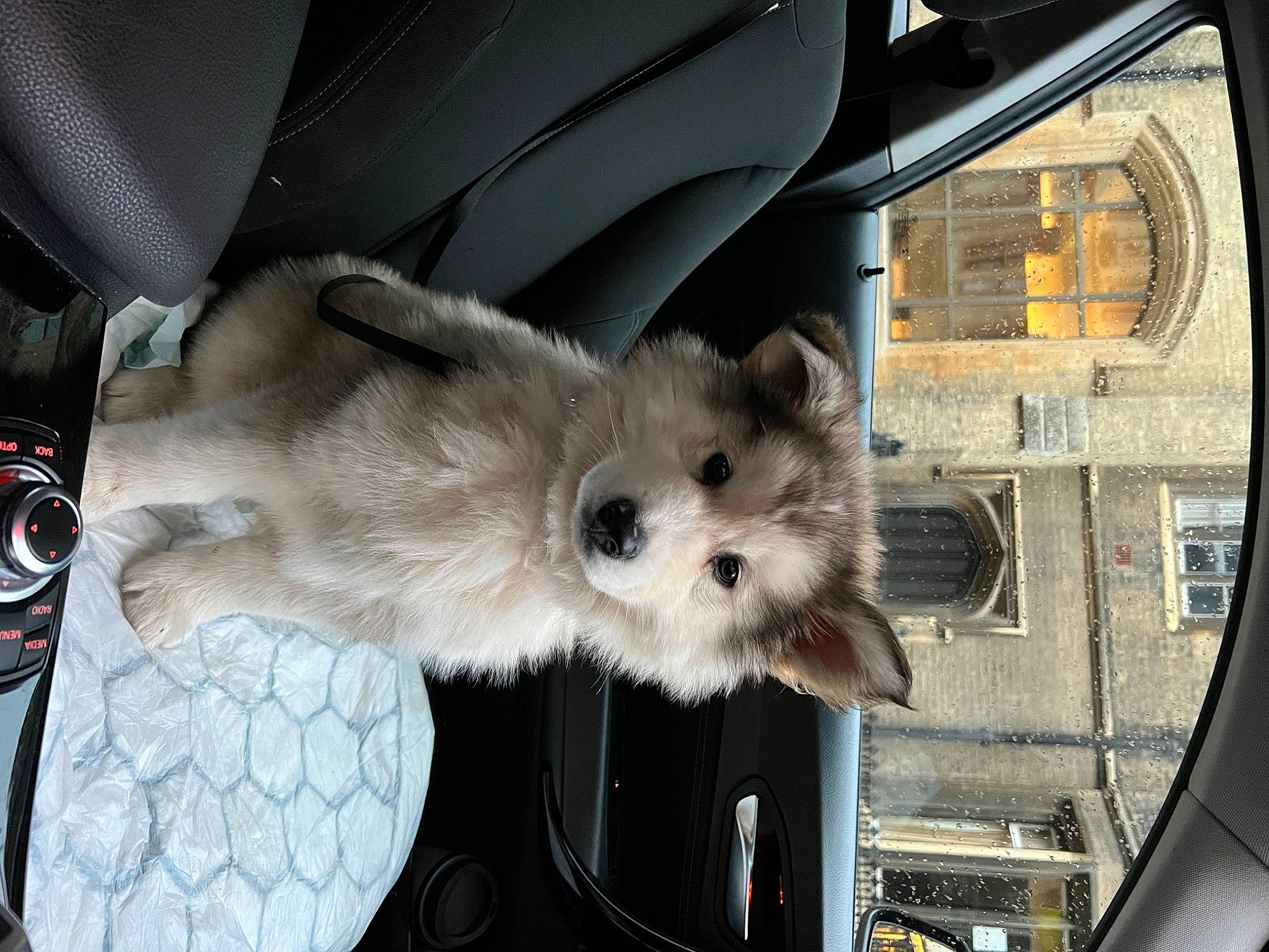 Kylo joined the competition — help win amazing prizes! auto_part, automotive_exterior, automotive_tire, canidae, car, carnivore, companion_dog, dog_breed, fawn, felidae, fur, personal_luxury_car, radio, snout, tire, vehicle, wheel, whiskers, window, windshield