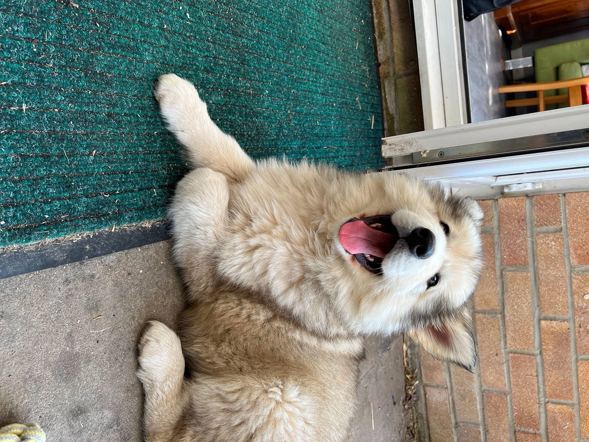 Kylo is registered to the contest to win money with this photo: canidae, carnivore, claw, collar, companion_dog, dog, dog_breed, dog_collar, fang, fawn, felidae, foot, fur, paw, snout, sporting_group, tail, terrestrial_animal, whiskers, working_animal