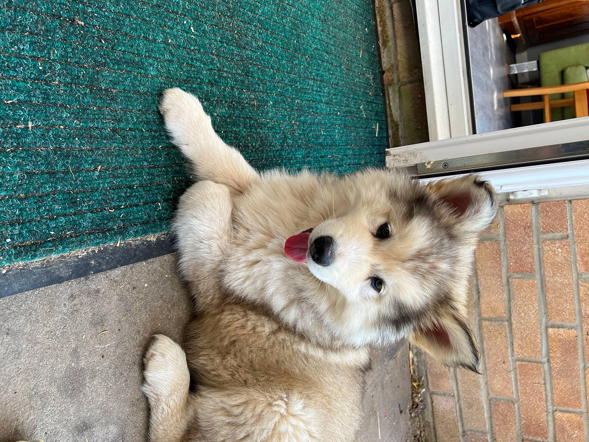 Kylo joined the competition — help win amazing prizes! canidae, canis, carnivore, companion_dog, dog, dog_breed, fawn, felidae, fur, german_spitz, german_spitz_klein, german_spitz_mittel, small_to_medium_sized_cats, snout, spitz, sporting_group, tail, terrestrial_animal, whiskers, working_animal