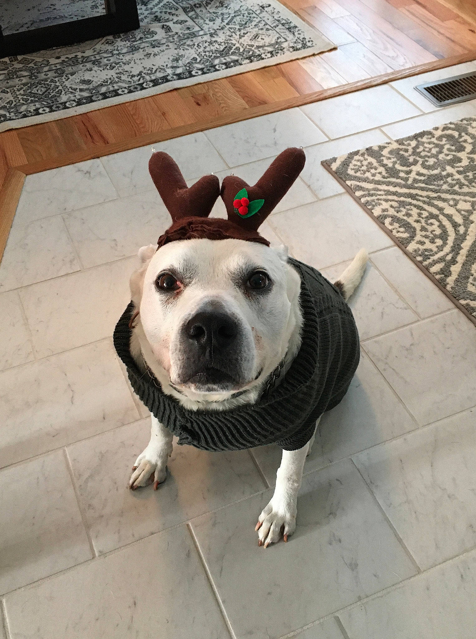 Blitzen joined the competition — help win amazing prizes! american_bulldog, american_pit_bull_terrier, american_staffordshire_terrier, canidae, carnivore, companion_dog, dog, dog_breed, ear, fawn, floor, mammal, non_sporting_group, nose, pit_bull, snout, sporting_group, staffordshire_bull_terrier, tile, vertebrate