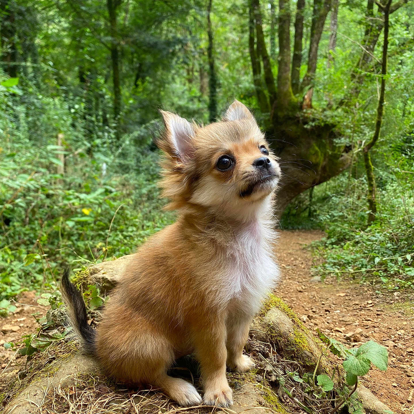 Charly a rejoint le concours — aidez-le/la à gagner de superbes lots ! adorable, animal, curious, cute, dog, fluffy, forest, fur, greenery, leaf, moss, nature, outdoor, path, puppy, sitting, small_dog, tree_root, woodland, young