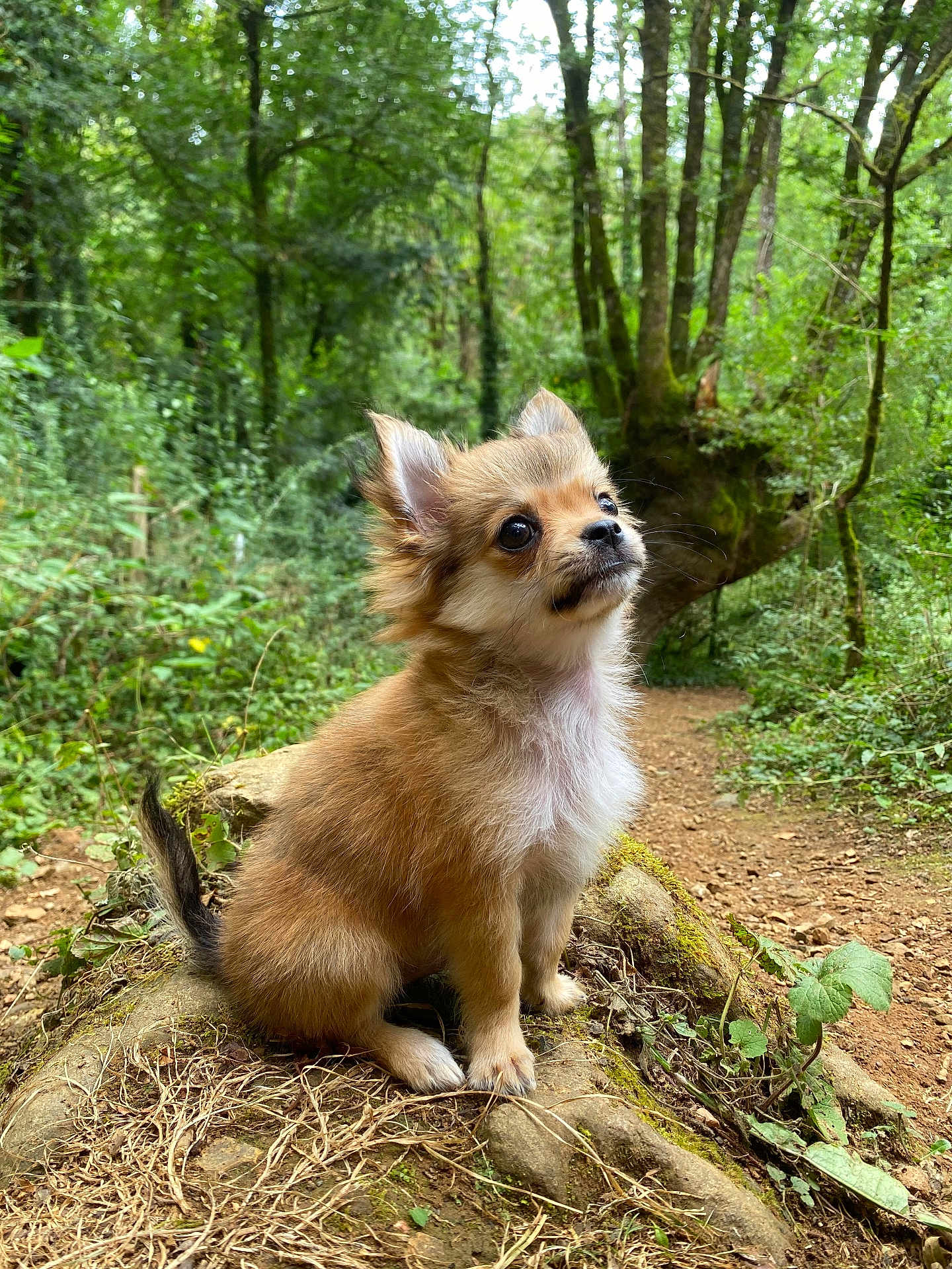 Charly a rejoint le concours — aidez-le/la à gagner de superbes lots ! puppy, dog, forest, nature, tree_root, greenery, outdoor, cute, small_dog, fur, animal, young, curious, sitting, woodland, leaf, path, moss, fluffy, adorable