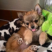 Charly participe au concours pour gagner de l'argent avec cette photo : puppy, dog, cute, tongue_out, fluffy, small_dog, pet, animal, blanket, plush_toy, cozy, indoor, fur, paw, lying_down, brown_fur, black_nose, ears, playful, adorable