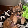 puppy, dog, cute, tongue_out, fluffy, small_dog, pet, animal, blanket, plush_toy, cozy, indoor, fur, paw, lying_down, brown_fur, black_nose, ears, playful, adorable