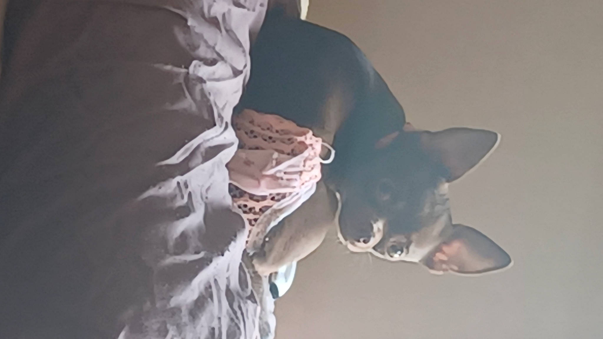 Sky a rejoint le concours — aidez-le/la à gagner de superbes lots ! canidae, carnivore, comfort, darkness, dog, dog_breed, fawn, felidae, fictional_character, flash_photography, fur, grey, small_to_medium_sized_cats, snout, sporting_group, tail, toy_dog, whiskers, wildlife, wing