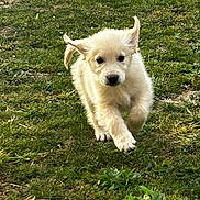 Baïko a rejoint le concours — aidez-le/la à gagner de superbes lots ! puppy, dog, canine, cream_colored, fluffy, grass, lawn, outdoor, nature, animal, pet, young_dog, standing, running, facing_camera, black_nose, dark_eyes, upright_ears, sunlight, closeup