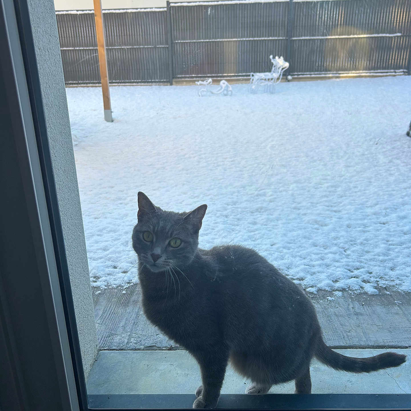 Amaya a rejoint le concours — aidez-le/la à gagner de superbes lots ! cat, gray_cat, snow, outdoor, glass_door, patio, fence, winter, curious, animal, pet, green_eyes, whiskers, tail, concrete, building, house, daylight, cold, quiet