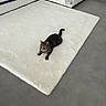cat, tabby_cat, white_rug, living_room, sectional_sofa, gray_floor, tile_floor, indoor, pet, animal, furniture, minimalistic, modern, curious, alert, lying_down, cozy, clean, home, domestic