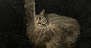 Amaya a rejoint le concours — aidez-le/la à gagner de superbes lots ! cat, gray_cat, feline, pet, stretching, cushion, fuzzy, fur, indoor, relaxed, animal, paw, whiskers, ears, claws, resting, cozy, black_background, cute, sleepy