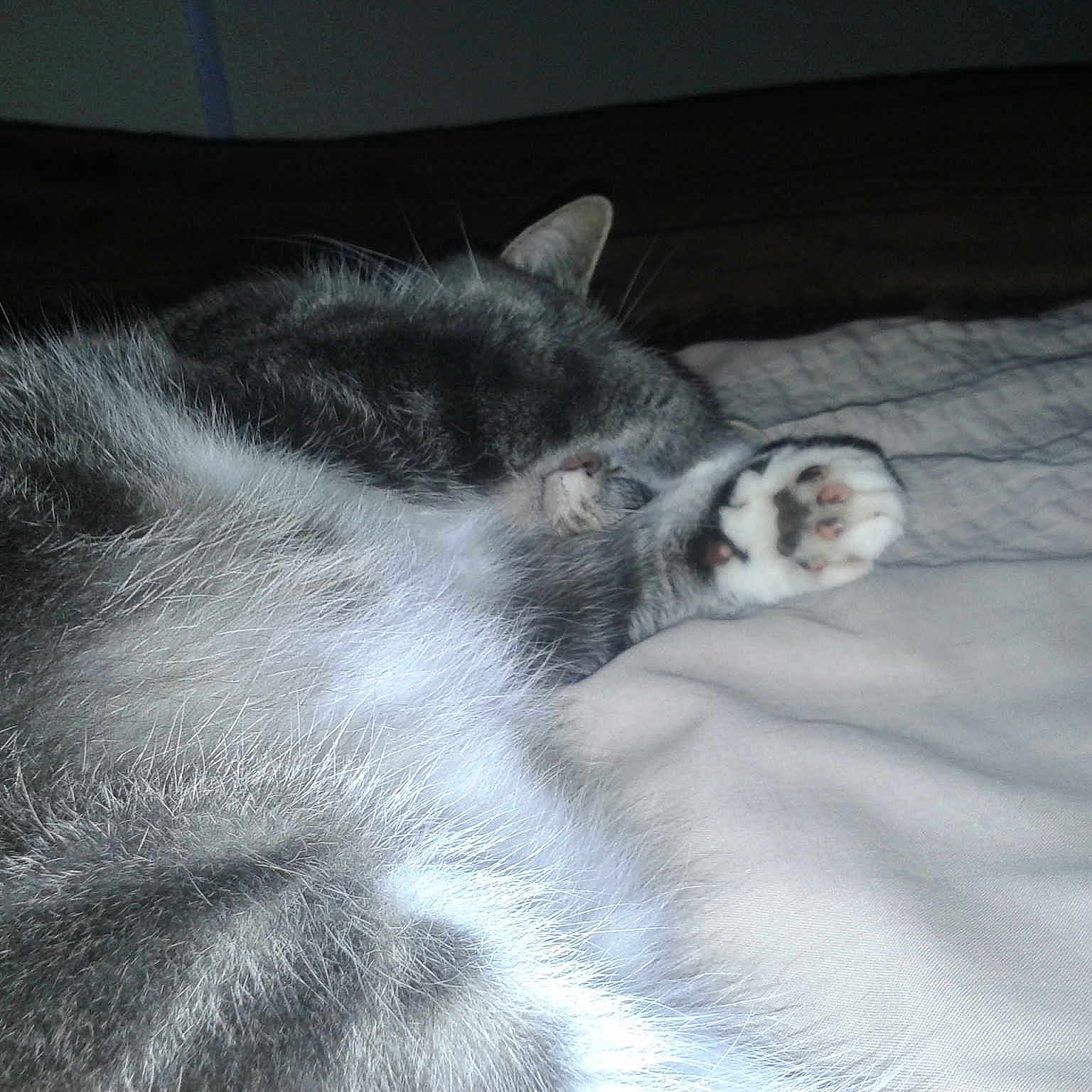 Paws