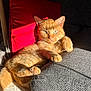 animal, cat, couch, cozy, cute, domestic_animal, feline, fur, ginger_cat, home, indoor, mammal, paw, pet, portrait, red_pillow, relaxed, resting, sunlight, whiskers