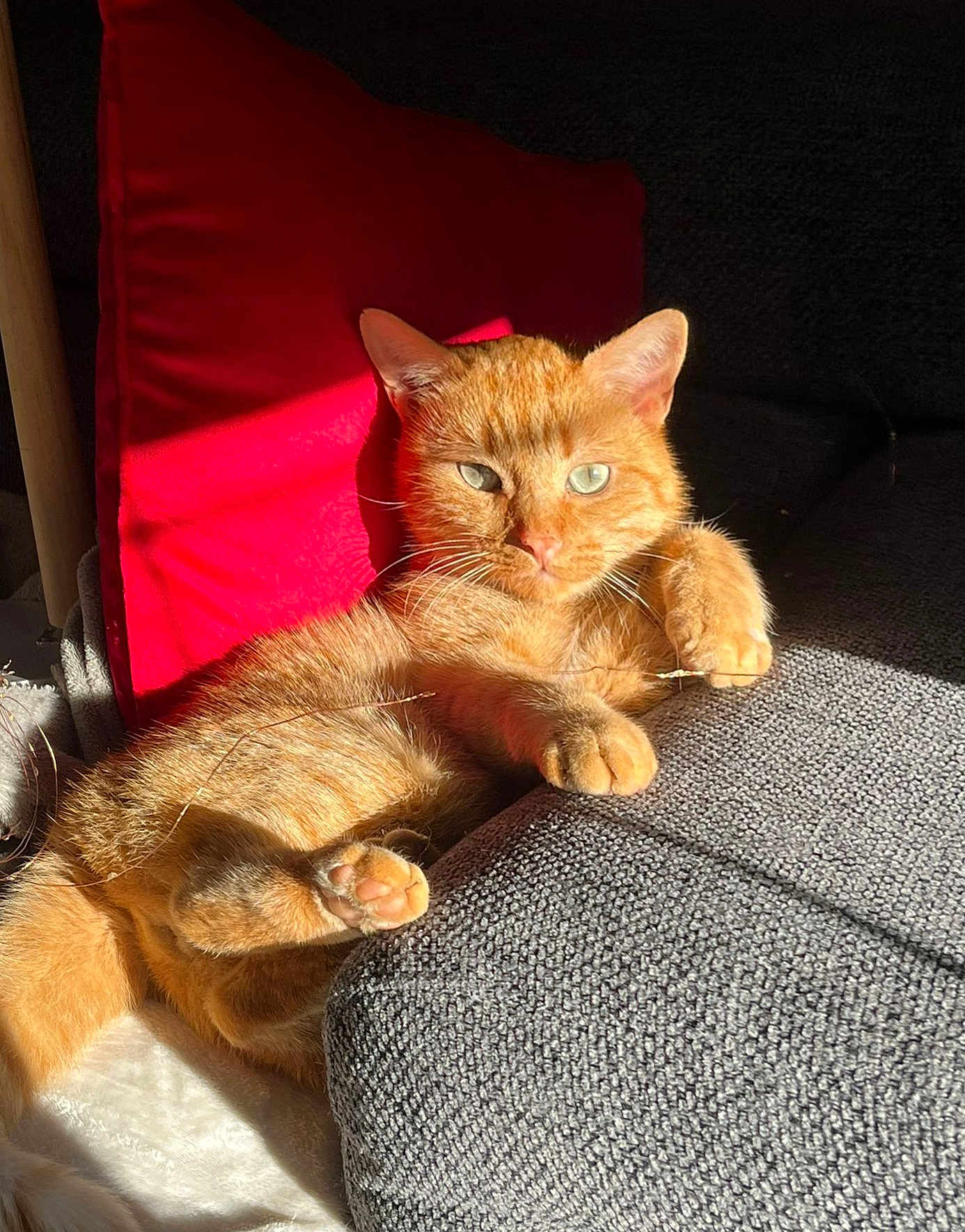 Garfield