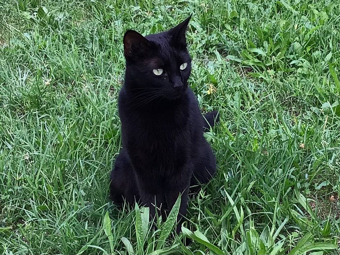 Pixel a rejoint le concours — aidez-le/la à gagner de superbes lots ! black_cat, bombay, carnivore, cat, domestic_short_haired_cat, eye, felidae, fur, grass, groundcover, plant, sitting, small_to_medium_sized_cats, snout, tail, terrestrial_animal, tree, whiskers, wildlife