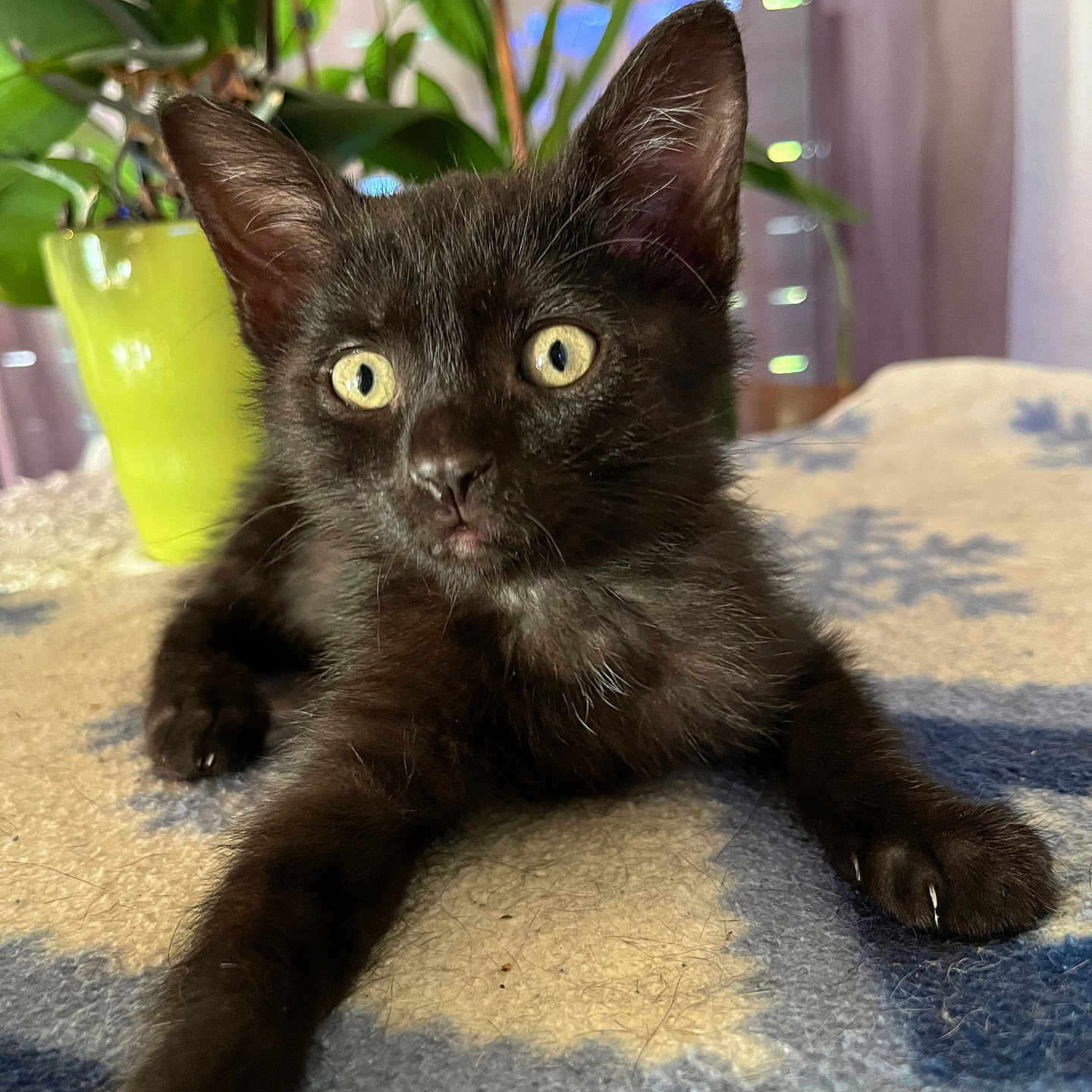 Joy participe au concours pour gagner de l'argent avec cette photo : animal, black_kitten, blanket, cat, closeup, cozy, curious, feline, fur, green_plant, home, indoor, pet, plant, pot, resting, soft_light, stretching, whiskers, yellow_eyes