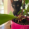 animal, black_cat, close_up, curious, cute, domestic_cat, ears, eyes, feline, green_leaves, green_plant, home, indoor, kitten, nature, pet, pink_pot, plant_pot, wooden_table, young_cat