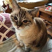 Emmy a rejoint le concours — aidez-le/la à gagner de superbes lots ! animal, blanket, cat, closeup, couch, cozy, curious, cushion, domestic, feline, fur, home, indoor, mammal, paper, pet, sitting, tabby, whiskers, wooden_table