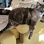 Emmy participe au concours pour gagner de l'argent avec cette photo : armrest, cat, comfortable, couch, cozy, domestic_animal, feline, fur, home, indoor, lounging, pet, relaxed, resting, shadow, striped, sunlight, tabby, whiskers, yellow_furniture