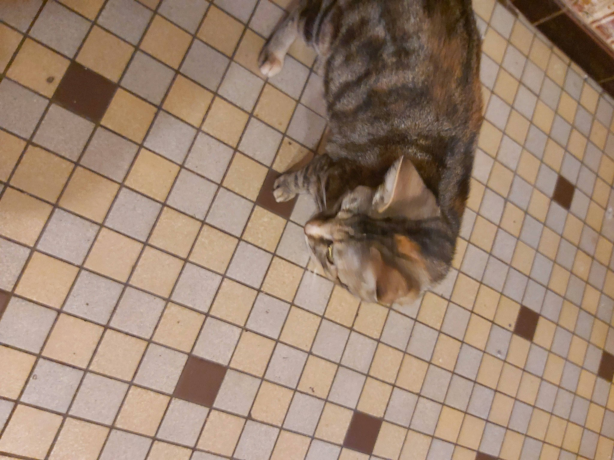 Fripouille a rejoint le concours — aidez-le/la à gagner de superbes lots ! animal_shelter, bengal, carnivore, cat, domestic_short_haired_cat, egyptian_mau, european_shorthair, fawn, felidae, floor, flooring, kitten, ocicat, small_to_medium_sized_cats, snout, tabby_cat, tail, tile, whiskers