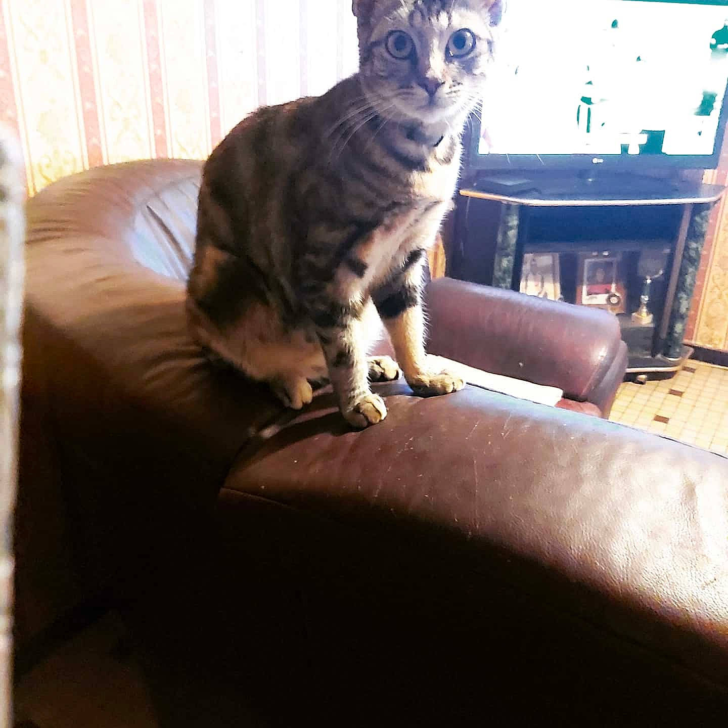 Fripouille participe au concours pour gagner de l'argent avec cette photo : american_shorthair, asian, carnivore, cat, cornish_rex, devon_rex, domestic_short_haired_cat, egyptian_mau, european_shorthair, felidae, fur, furniture, kitten, mammal, ocicat, small_to_medium_sized_cats, sokoke, tabby_cat, tail, whiskers