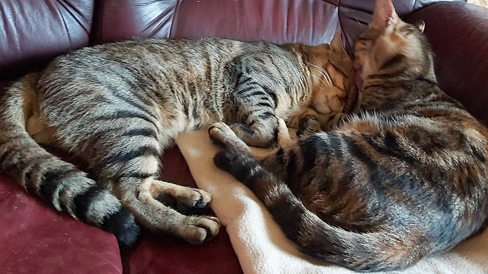 Fripouille a rejoint le concours — aidez-le/la à gagner de superbes lots ! american_shorthair, california_spangled, carnivore, cat, claw, domestic_short_haired_cat, dragon_li, egyptian_mau, european_shorthair, felidae, fur, mammal, nap, ocicat, paw, pixie_bob, small_to_medium_sized_cats, tabby_cat, toyger, whiskers