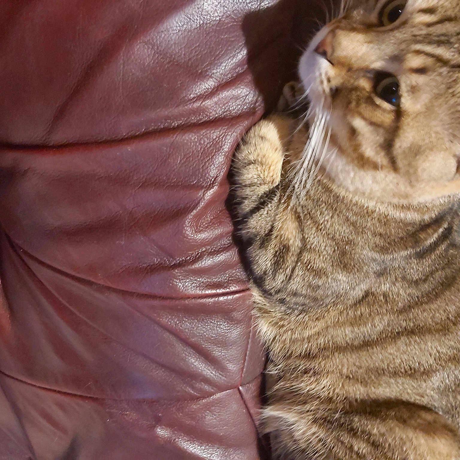 Tigrou